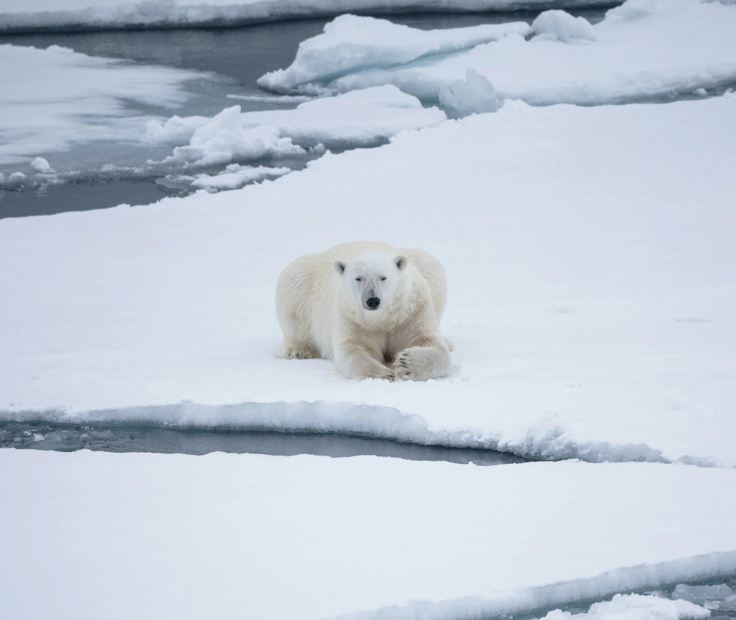 Polar bear country in the high Arctic